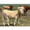 Image 3 : MacMillan Farming Co. - 545# July Delivery Steer Calves - 210 Head (Cayley, AB) VBP+