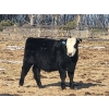 Image 14 : Loch Lomond Livestock Ltd. - 725# March Delivery Steers - 45 Head (Eyebrow, SK)