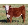 Image 4 : Johnson Livestock - 670# December Weaned Heifers - 90 Head (Peebles, SK) VBP+