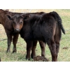Image 9 : Sand Creek Enterprises - 630# October Delivery Steer Calves - 46 Head (Duchess, AB)
