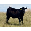 Image 6 : Wilson Grande Coulee Ranch - 650# Sept/Oct Delivery Steer Calves - 52 Head (East Coulee, AB) VBP+