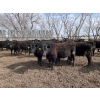 Image 3 : Wade Fewings - 745# April/May Delivery Steers - 77 Head (Pierson, MB) VBP+