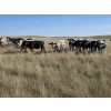 Image 5 : Wyatt & Meg Isaacson - 940# Sept/Oct Delivery Grass Steers - 64 Head (Killdeer, SK)