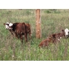 Image 3 : BC Cattle Co. - 525# November Delivery Steer Calves - 110 Head (Canoe Creek, BC)