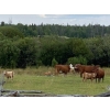 Image 4 : Rafter X Ranch - 585# November Delivery Steer Calves - 35 Head (Clinton, BC)