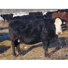 Image 3 : Double X Management - 36 5th Calvers (Langruth, MB)