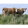 Image 3 : Tristan Jones - 1100# September Delivery Grass Steers - 30 Head (Ponoka, AB)