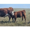 Image 6 : Blaine & Sue Hudec - 600# Oct/Nov Delivery Steer Calves - 80 Head (Jenner, AB)