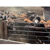 Image 22 : Alan Fridlington - 730# May Delivery Heifers - 162 Head (Kersley, BC)