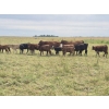 Image 10 : Malarky Farms - 20 Red/Red X Cow/Calf Pairs (Newdale, MB)