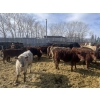 Image 4 : South Ridge Simmentals - 600# March Delivery Heifers - 105 Head (Monarch, AB)