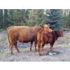 Image 5 : Out West Ranches Ltd. - 610# October Delivery Steer Calves - 100 Head (Williams Lake, BC)