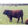 Image 8 : Squaw Valley Ranch - 840# October Delivery Steer Calves - 70 Head (Lumby, BC)