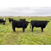 Image 4 : 7L Ranch - 935# October Delivery Grass Heifers - 63 Head (Lakeland, MB)