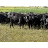 Image 9 : Sheldon Reimer - 940# September Delivery Grass Heifers - 325 Head (Cromer, MB)