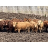 Image 3 : Lesher Lane Enterprises - 910# July Delivery Heifers - 204 Head (Lacombe, AB)