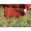 Image 12 : Storle Farms Ltd. - 630# October Delivery Steer Calves - 88 Head (Lake Alma, SK)