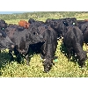 Image 2 : Red Spring Ranch - 46 Angus X Cows (Okla, SK) *selling actual pay weight*