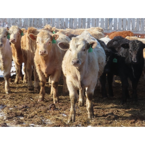 Tanner Grose & Robin Poole - 1020# September Delivery Grass Steers - 60 Head (Moosomin, SK)