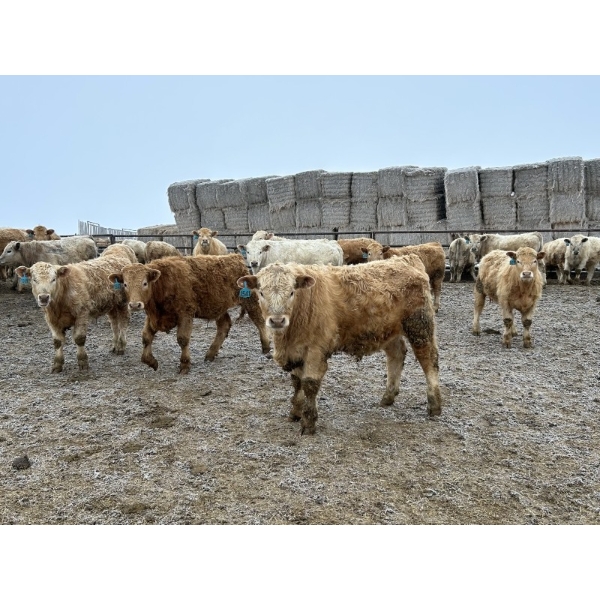 Douglass Agro - 765# March Delivery Weaned Steers - 250 Head (Gem, AB)