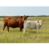 Image 9 : Kokay Farms Ltd. - 675# November Delivery Heifer Calves - 55 Head (Rosemary, AB)