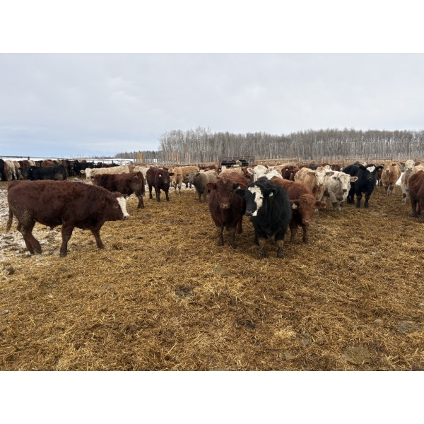 Rice Farms - 950# January Delivery Steers - 125 Head (Lacombe, AB)