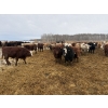 Image 1 : Rice Farms - 950# January Delivery Steers - 125 Head (Lacombe, AB)