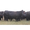 Image 3 : Star Lake Beef (1987) Charlene & Craig Kaartinen - 30 Black Angus Pairs (Eriksdale, MB)