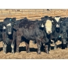 Image 5 : Stahlville Colony - 900# February Delivery Heifers - 55 Head (Rockyford, AB)
