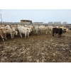 Image 4 : Ripple Rock Ranch - 740# March Delivery Steers - 70 Head (Fincastle, AB)