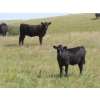 Image 2 : Blooming Enterprises Ltd. - 565# October Delivery Heifer Calves - 65 Head (Gladmar, SK)