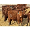Image 13 : 9X Enterprises - 740# April Delivery Steers - 65 Head (Millicent, AB)