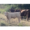 Image 5 : Lazy J Cattle Co. - 840# February Weaned Steers - 120 Head (Crossfield, AB)