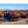 Image 5 : Hillcrest Farming Co. - 750# March Delivery Steers - 81 Head (Dundurn, SK)