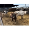 1  Idaho Dairies/Ranches  26 Cows (Burley, ID)