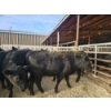 Image 3 : Lazy J Cattle Co. - 10 Black Heifers (Pen 313 - 315) 1002# avg