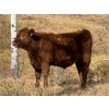 Image 5 : Red Deer River Ranches - 650# November Delivery Steer Calves - 75 Head (Sundre, AB)