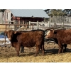 Image 5 : Michael Jennings - 680# March Delivery Steers - 73 Head (Condor, AB)