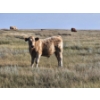 Image 6 : Ron Schmidt - 720# November Delivery Steer Calves - 85 Head (Rainier, AB)