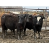 Image 1 : Jason Szymanek - 780# April Delivery Steers - 78 Head (Stauffer, AB)