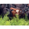 Image 6 : Spring View Ranch Ltd. - 610# November Delivery Steer Calves - 80 Head (Beaubier, SK)