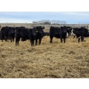 Image 4 : Ripple Rock Ranch - 790# March Delivery Weaned Heifers  -104 Head (Fincastle, AB)
