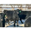 Image 13 : Jay Be Acres Ltd. - 795# March/April Delivery Steers - 76 Head (Deloraine, MB)
