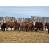 Image 2 : Clayton & Bailey Smith, Austin Hines - 1020# September Delivery Grass Heifers - 300 Head 