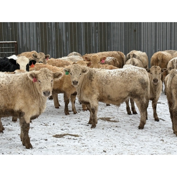 Strickland Farms - 825# February Delivery Steers - 66 Head (Corrine, SK)