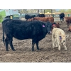 Image 5 : Blue Moon Cattle Co. - 30 1st Calf Black Angus X Pairs (Irricana, AB)