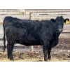 Image 4 : Justin Tateson - 10 Black Angus X 1st Calf Pairs (Scandia, AB)