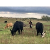 Image 9 : Edgar's Custom Farming Ltd. - 1025# September Delivery Grass Steers - 120 Head (Elkhorn, MB)