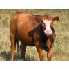 Image 4 : Riverbend Ranch - 860# September Delivery Grass Heifers - 310 Head (Scotfield, AB)