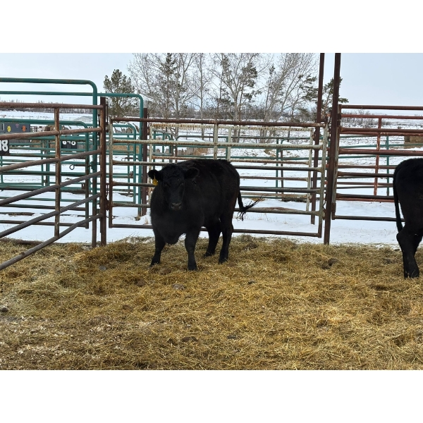 Regehr Land & Cattle - 3 Heifers (Pen 146)